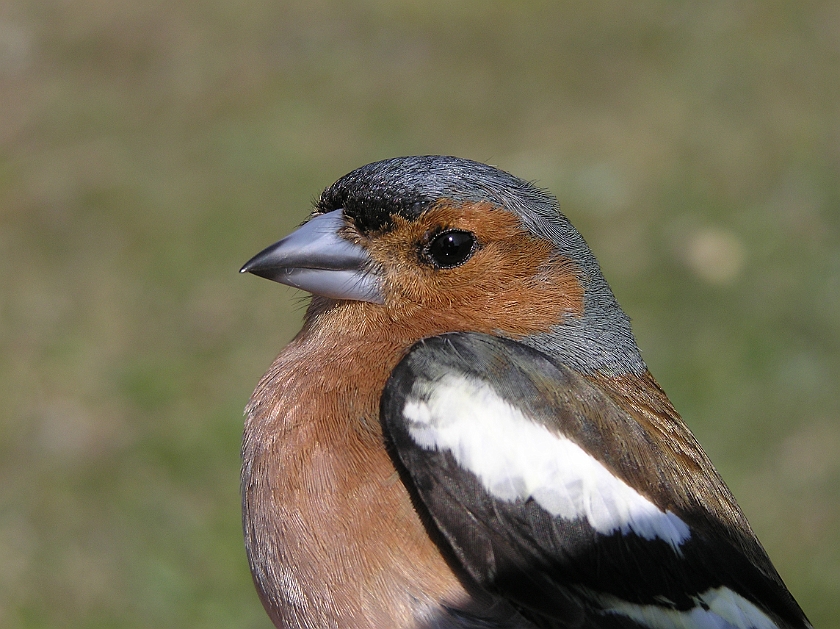 Common Chaffinch, Sundre 20080503